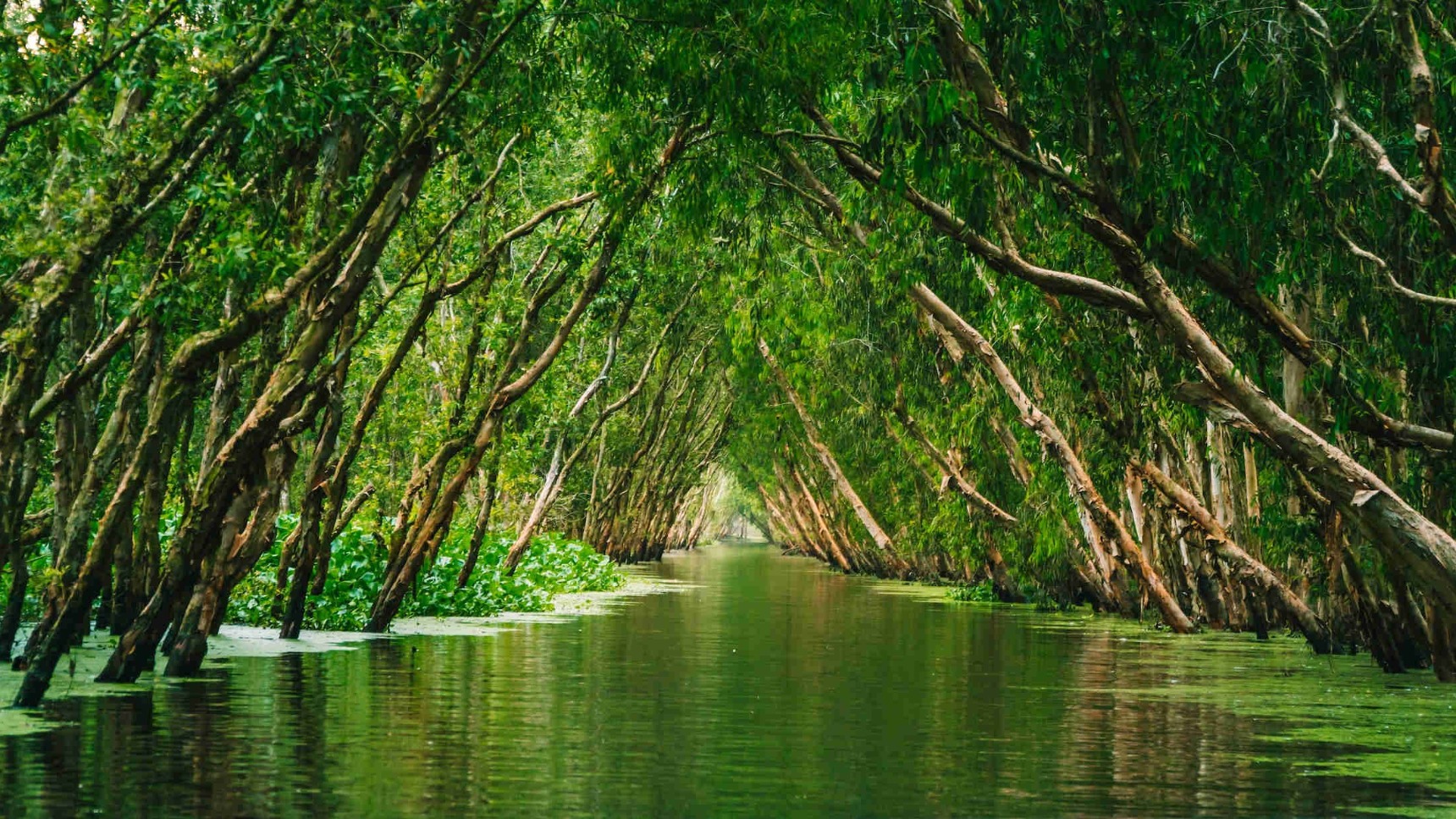 Tra Su Cajuput Forest An Giang Vietnam