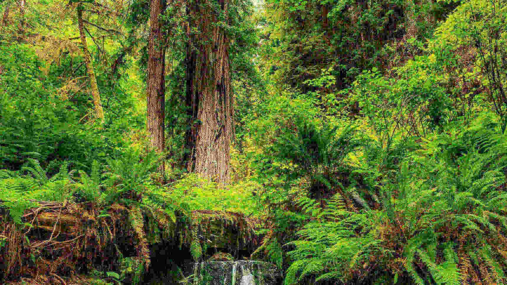 Kleiner Wasserfall im Regenwald